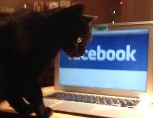 Social Media Cat